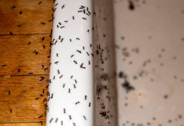 Best Insect Control  in Bakersfield Country Clu, CA