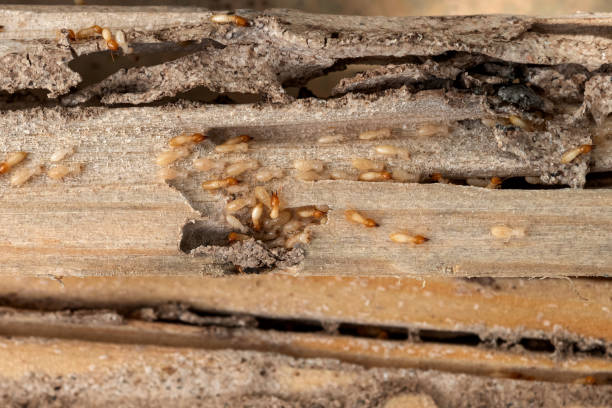 Best Rodent Control Near Me  in Bakersfield Country Clu, CA