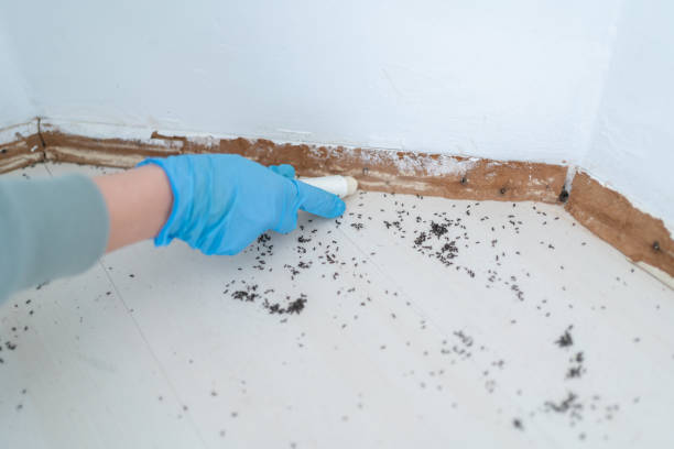 Best Bed Bug Extermination  in Bakersfield Country Clu, CA